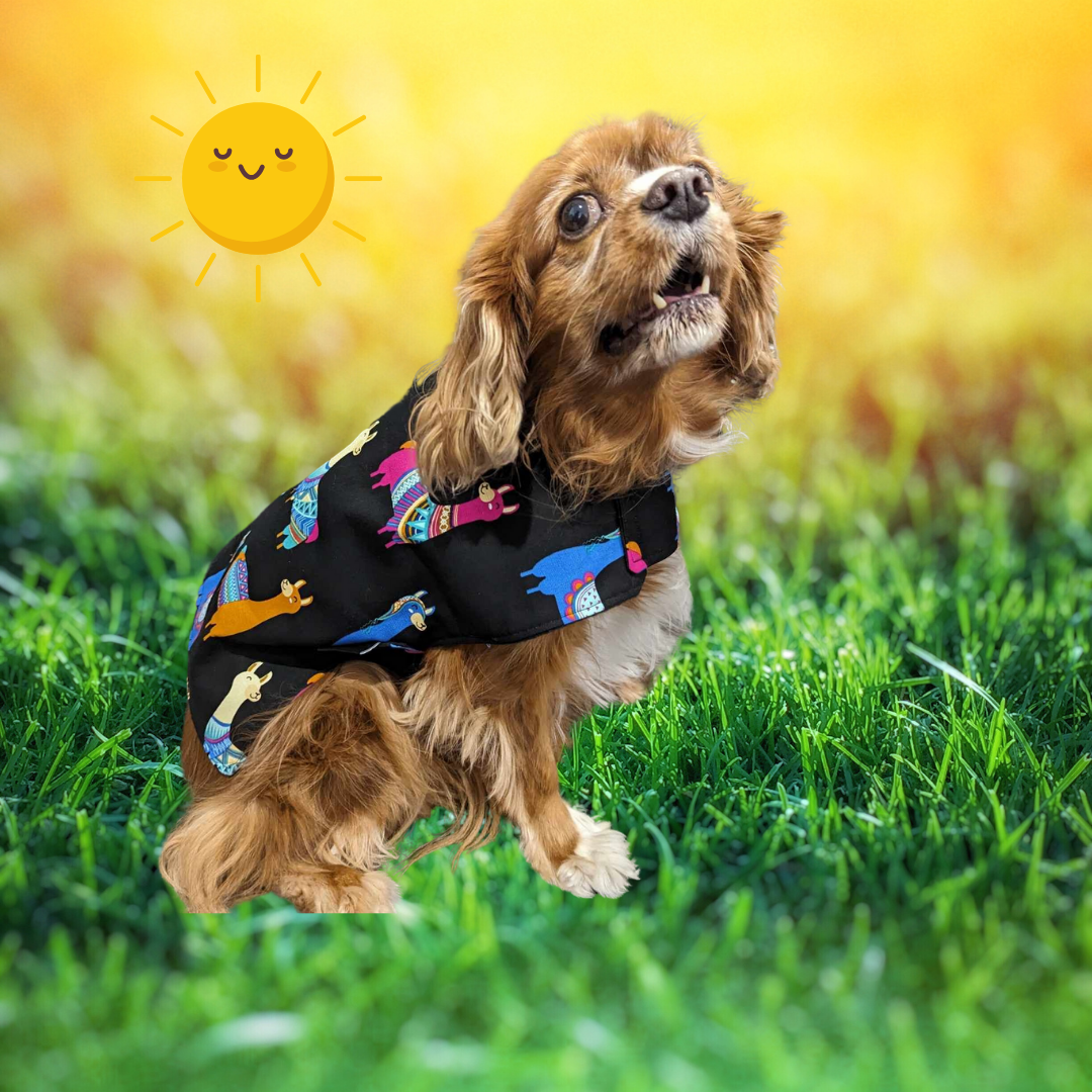 Llama Party Dog Coat