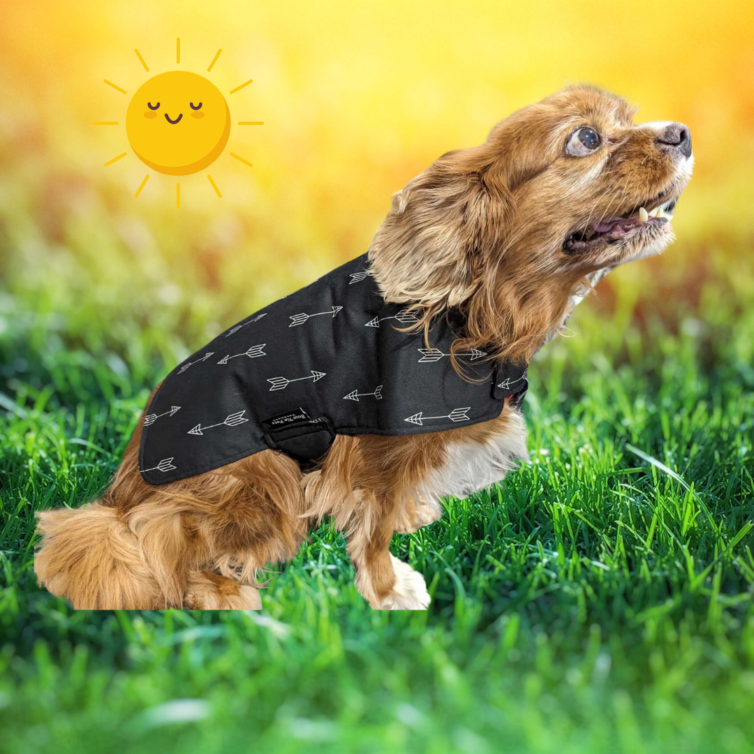 Black & White Arrow Dog Coat