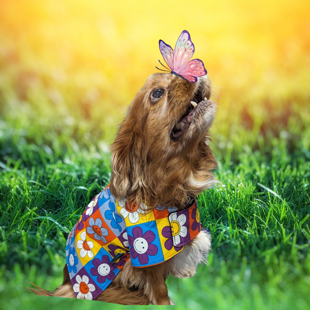 Smiling Daisies Dog Coat