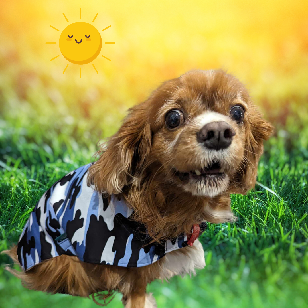 Blue Camo Dog Coat