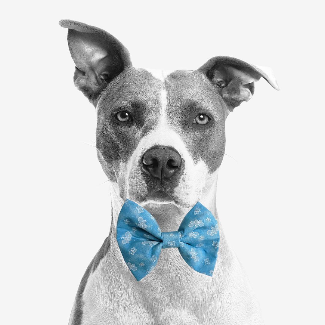 Bow Ties
