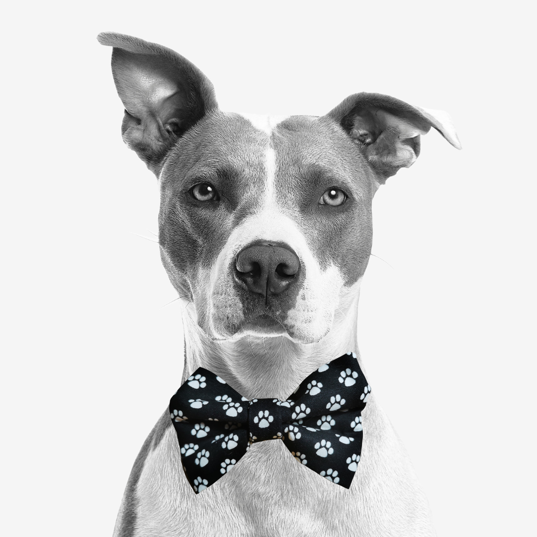 Bow Ties