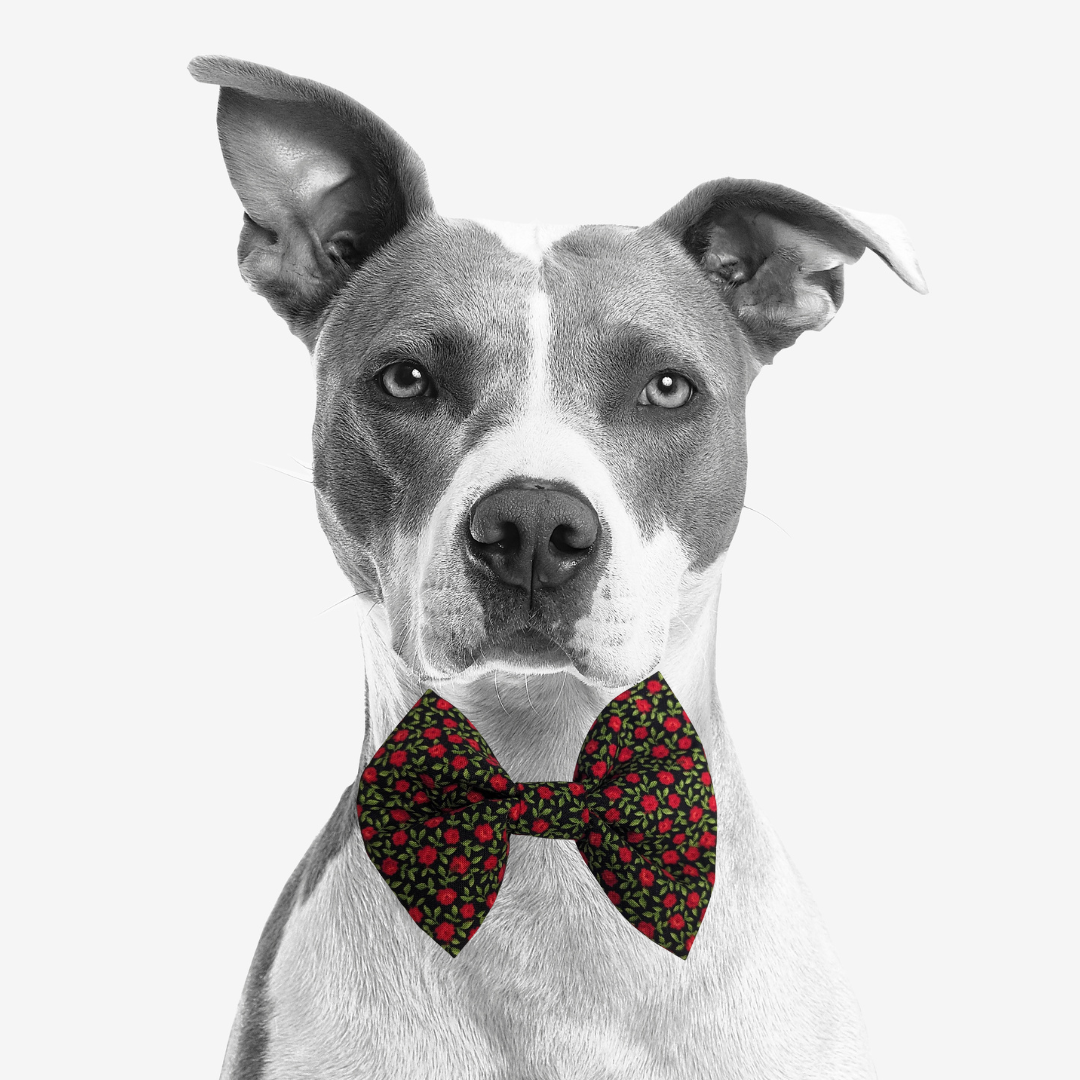 Bow Ties