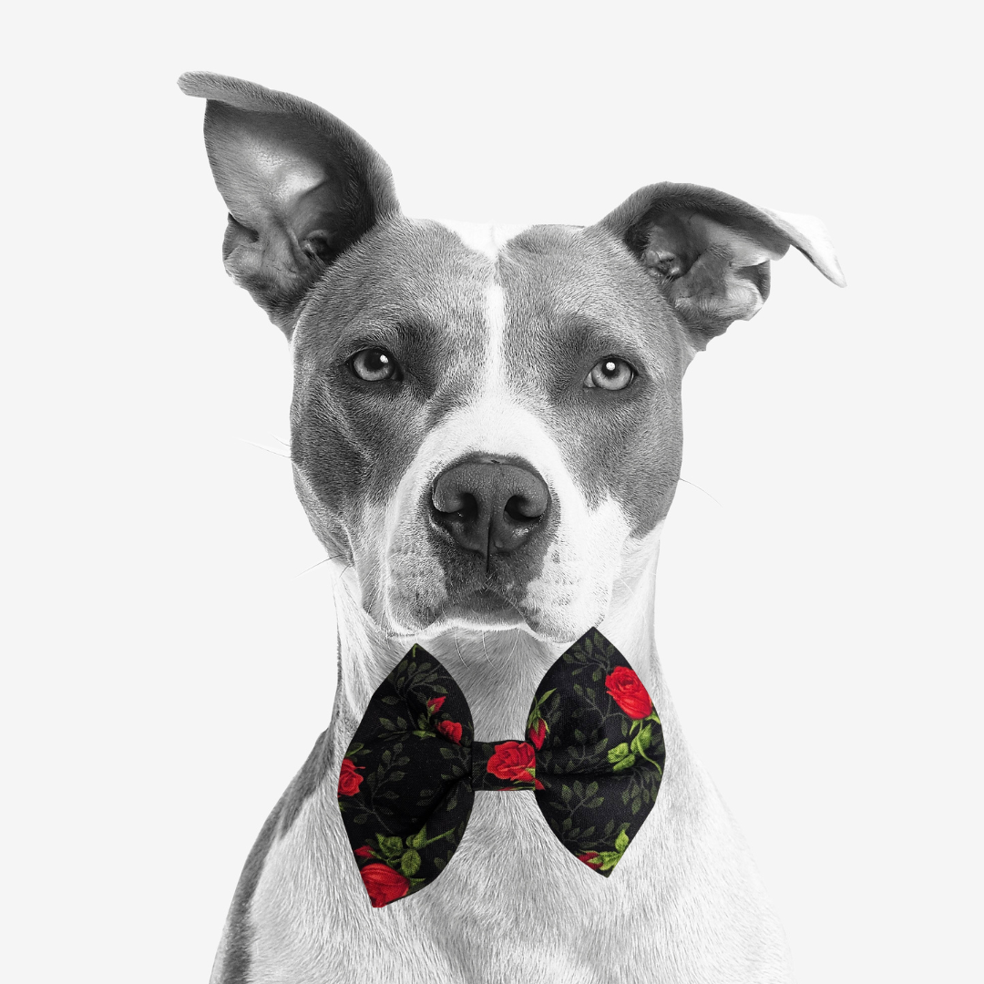 Bow Ties